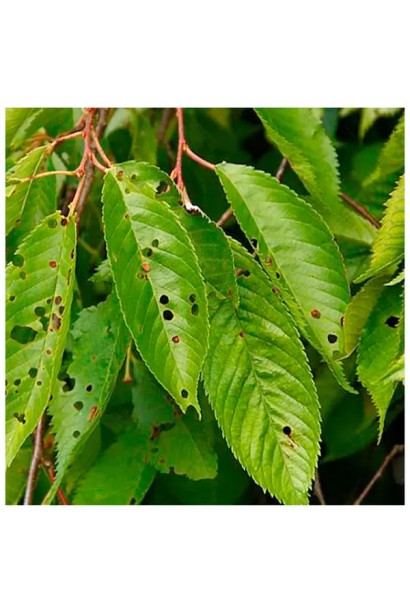 Клястероспоріоз